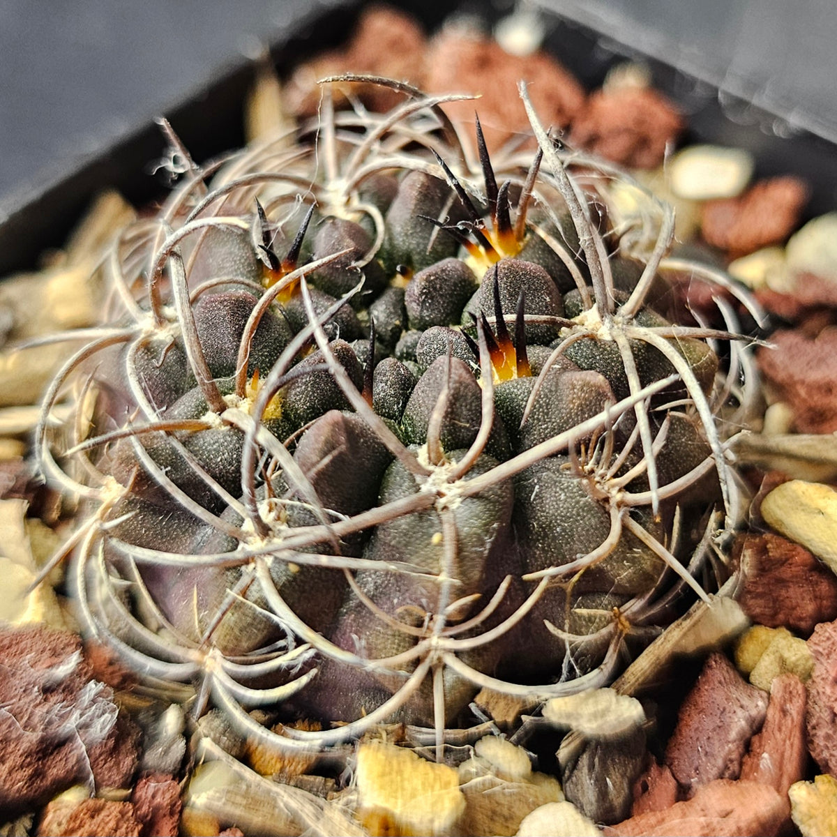 Cactus Bundle – 4 Plants (Midnight Edition)