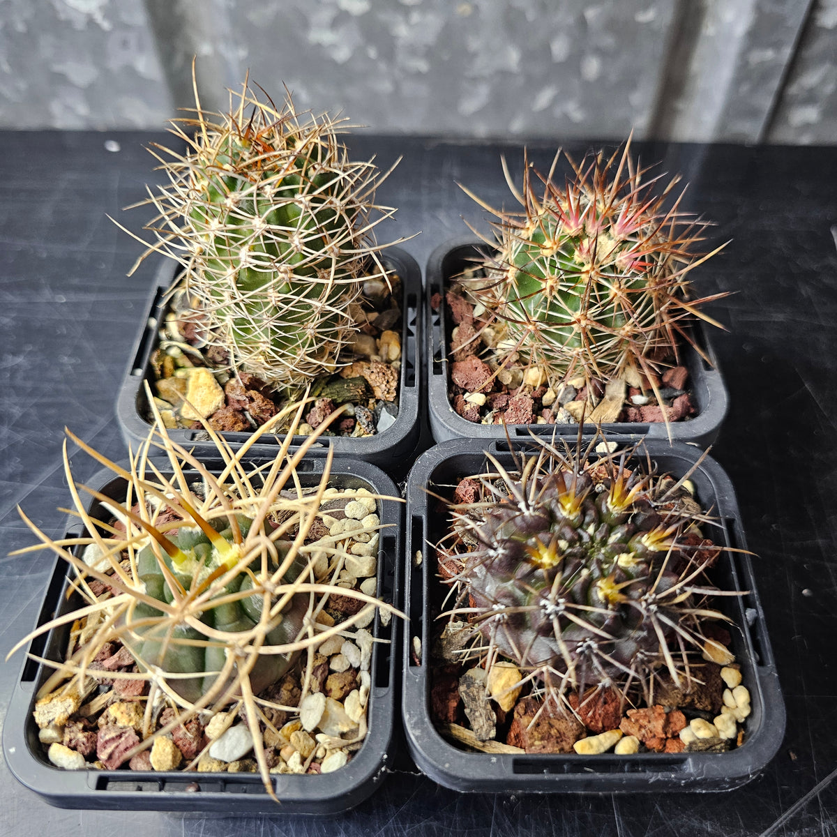 Cactus Bundle – 4 Plants (Brutal Spines)