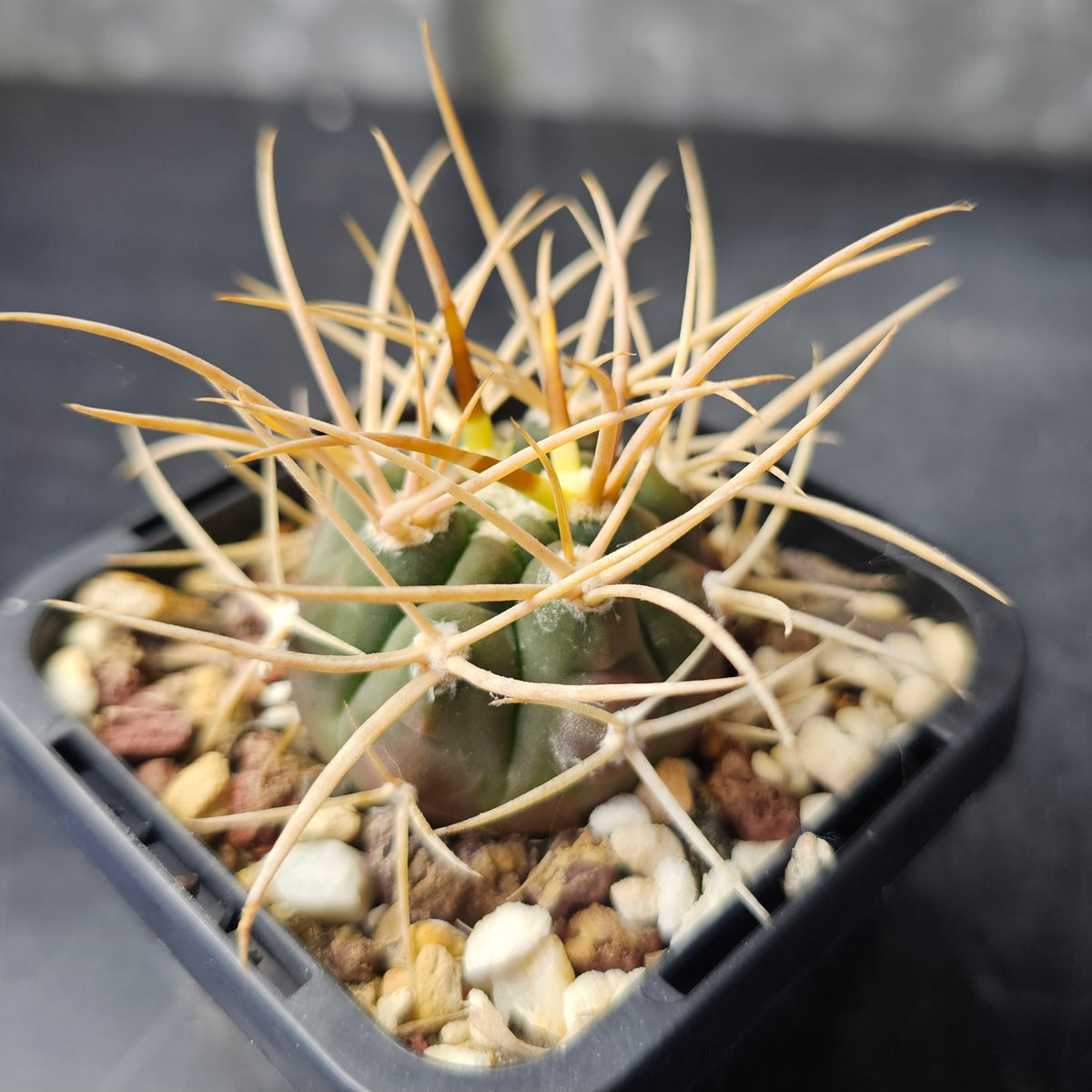 Cactus Bundle – 4 Plants (Brutal Spines)