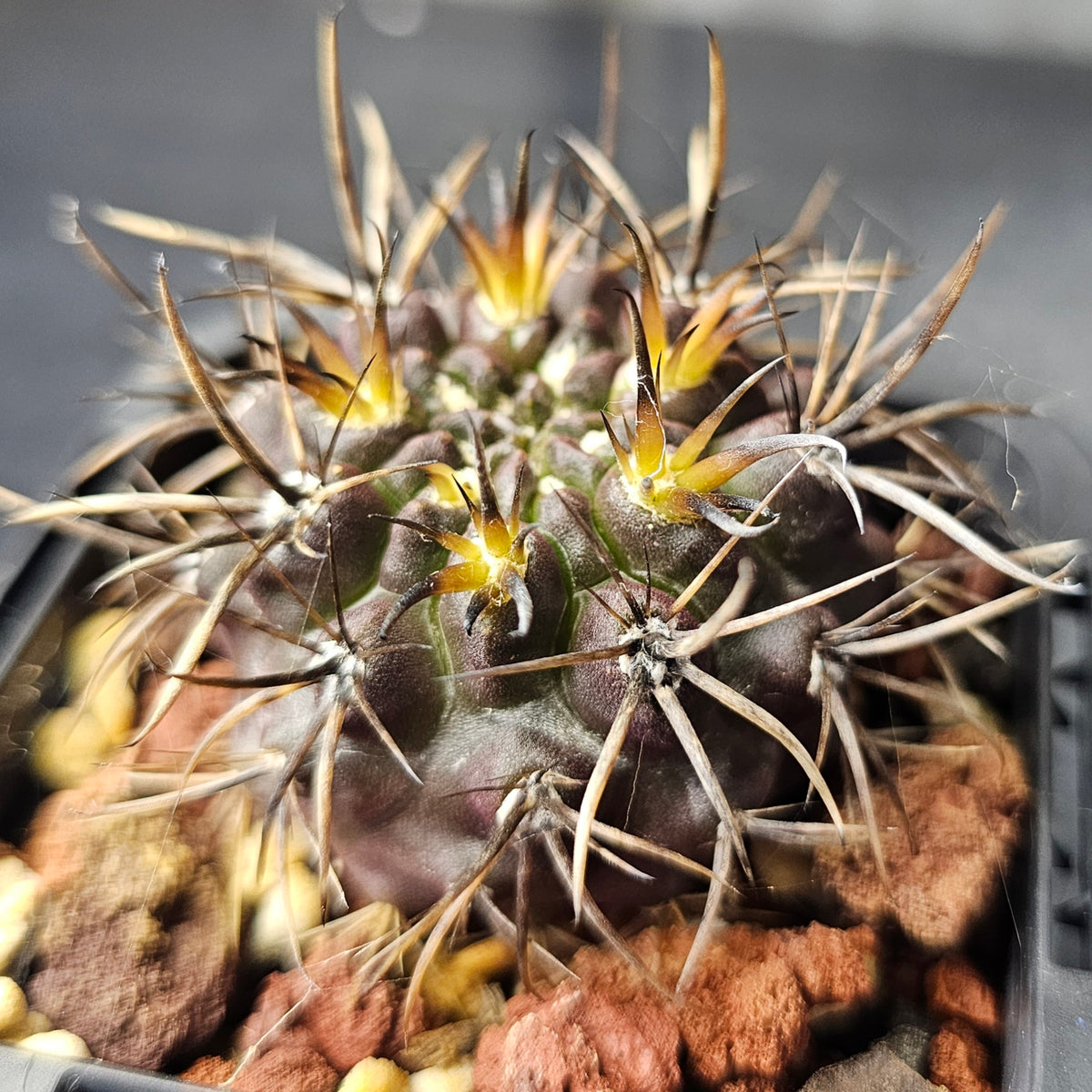 Cactus Bundle – 4 Plants (Brutal Spines)
