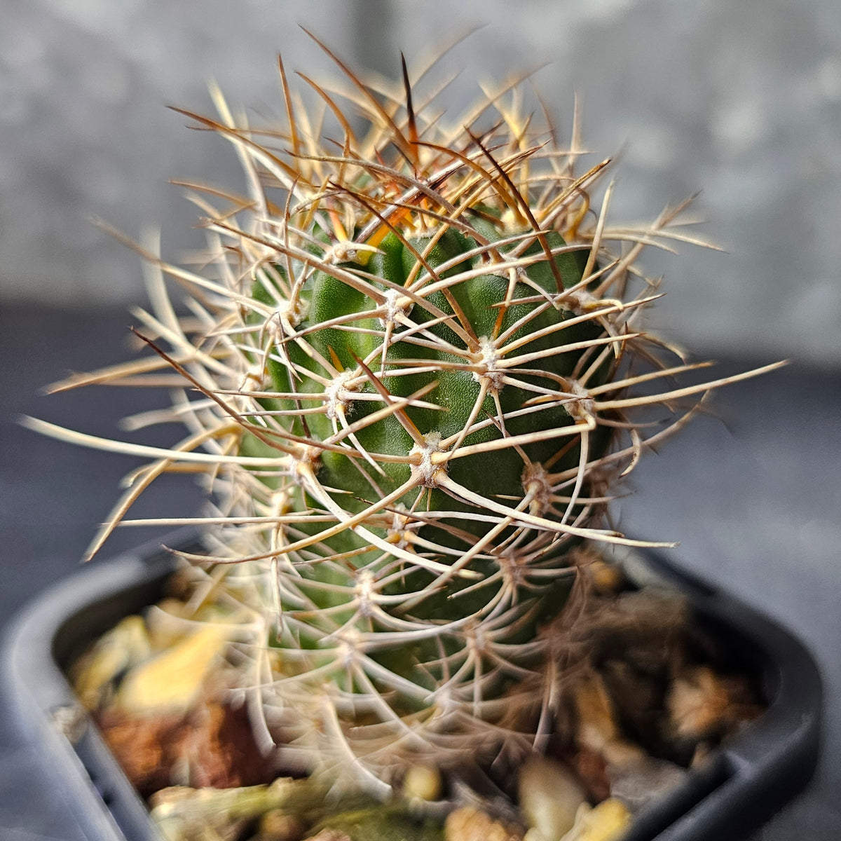 Cactus Bundle – 4 Plants (Brutal Spines)
