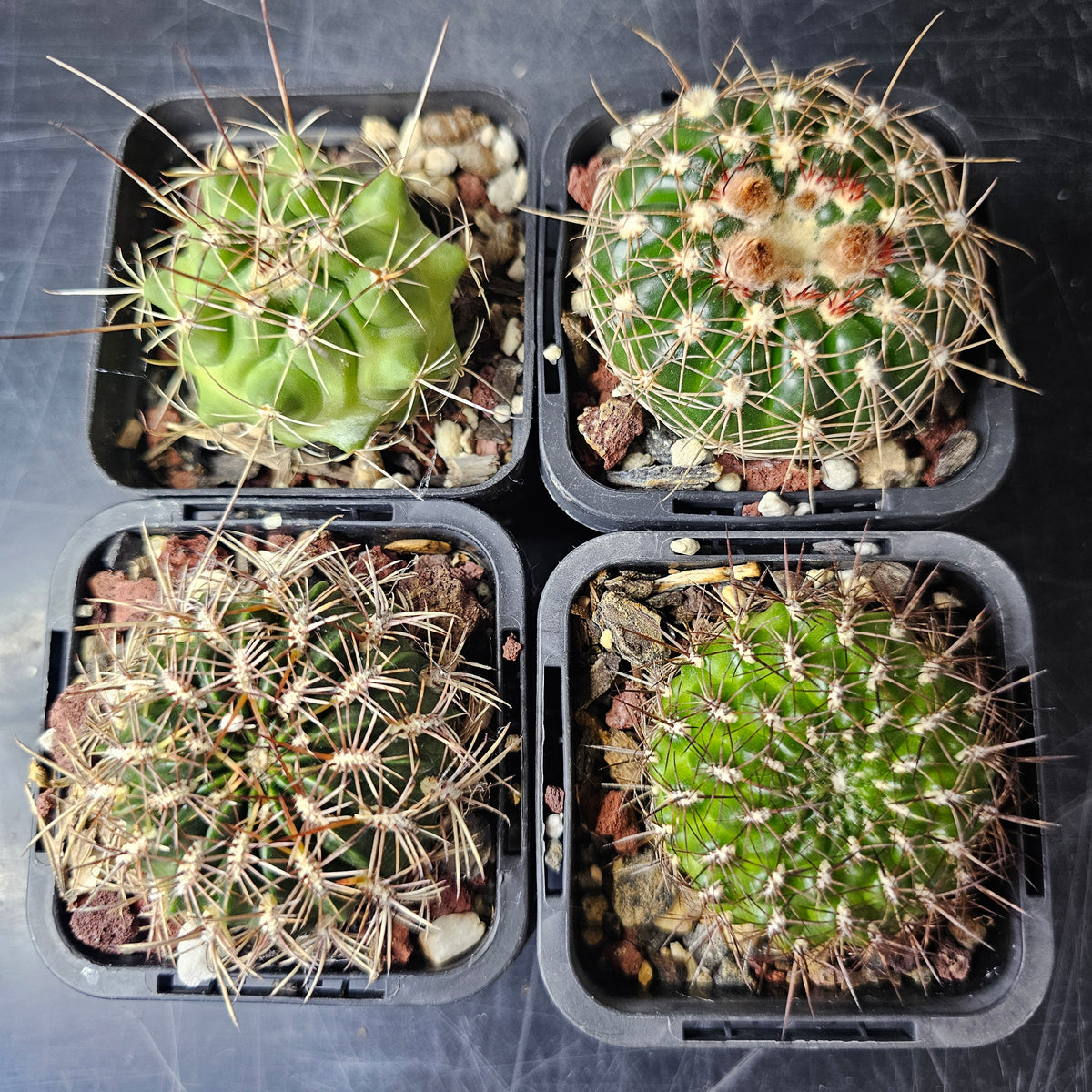 Cactus Bundle – 4 Plants (Mixed Company)