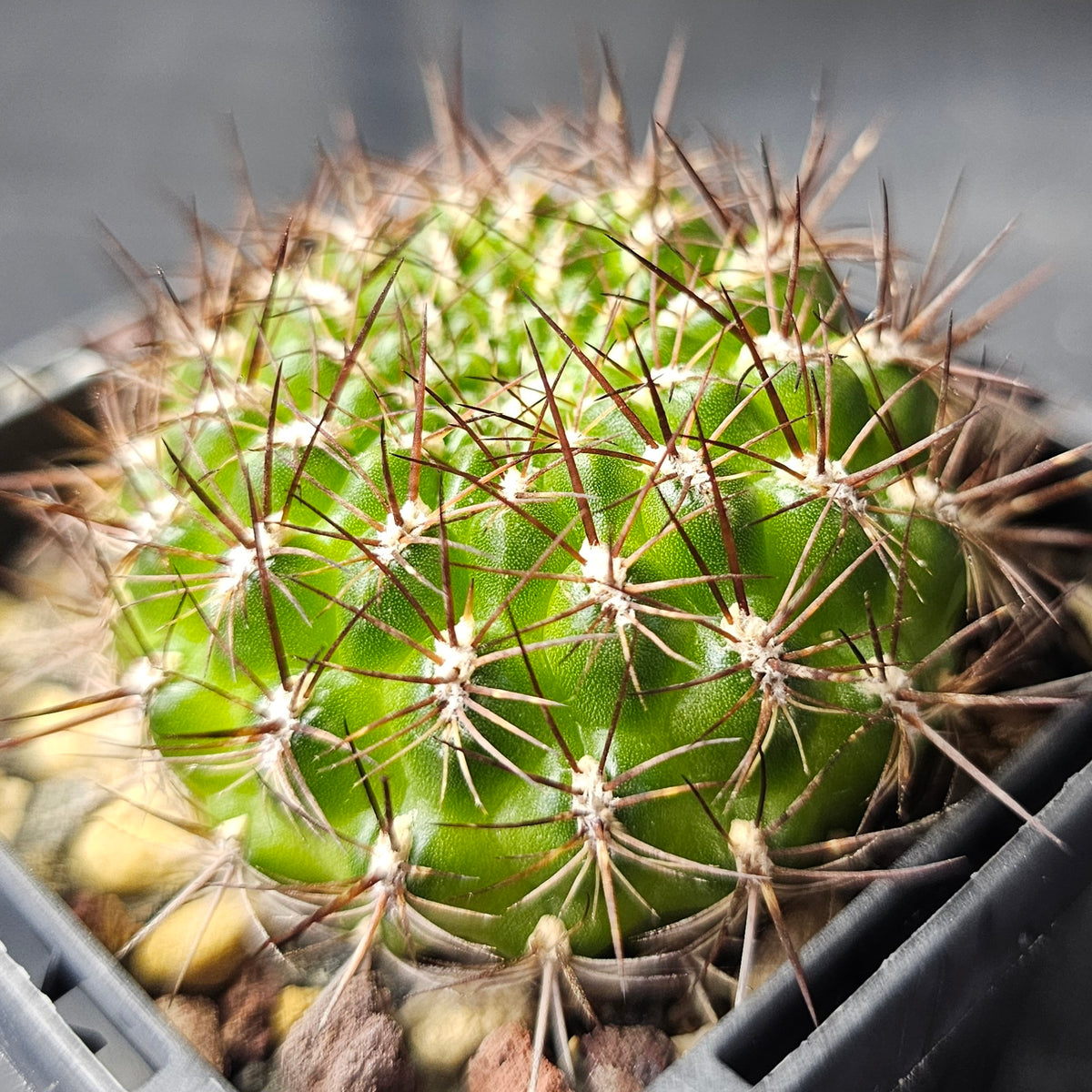 Cactus Bundle – 4 Plants (Mixed Company)