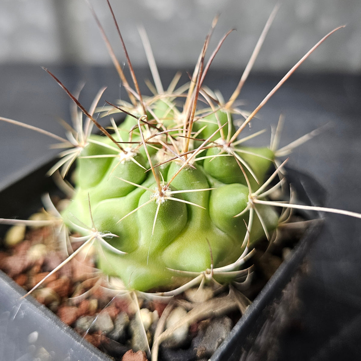 Cactus Bundle – 4 Plants (Mixed Company)