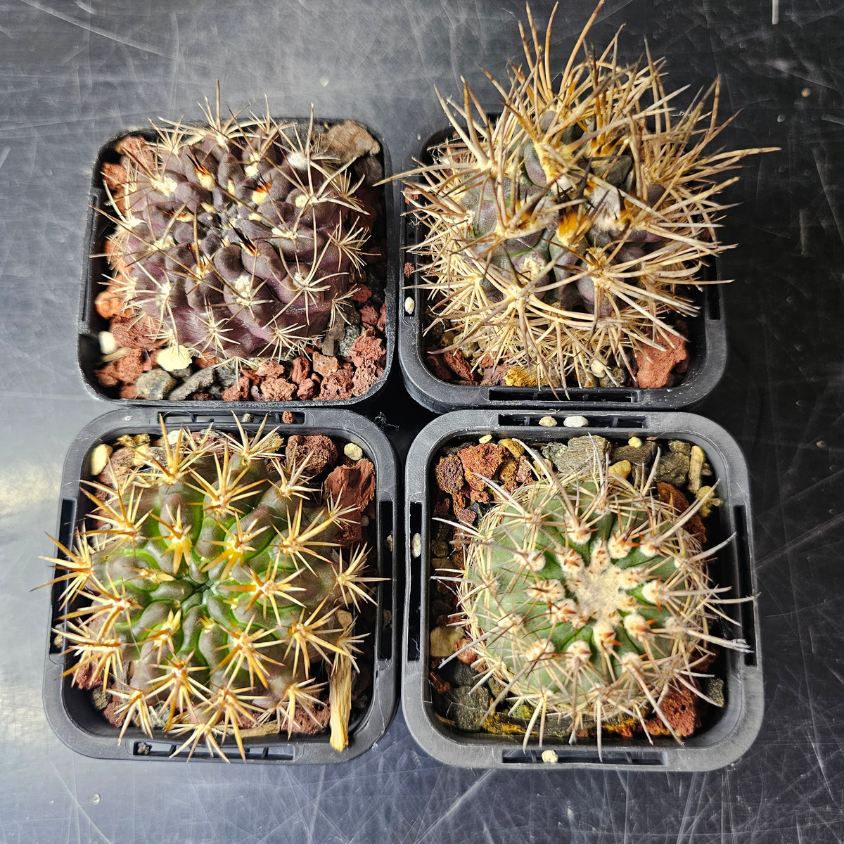 Cactus Bundle – 4 Plants (Eriosyce Collective)