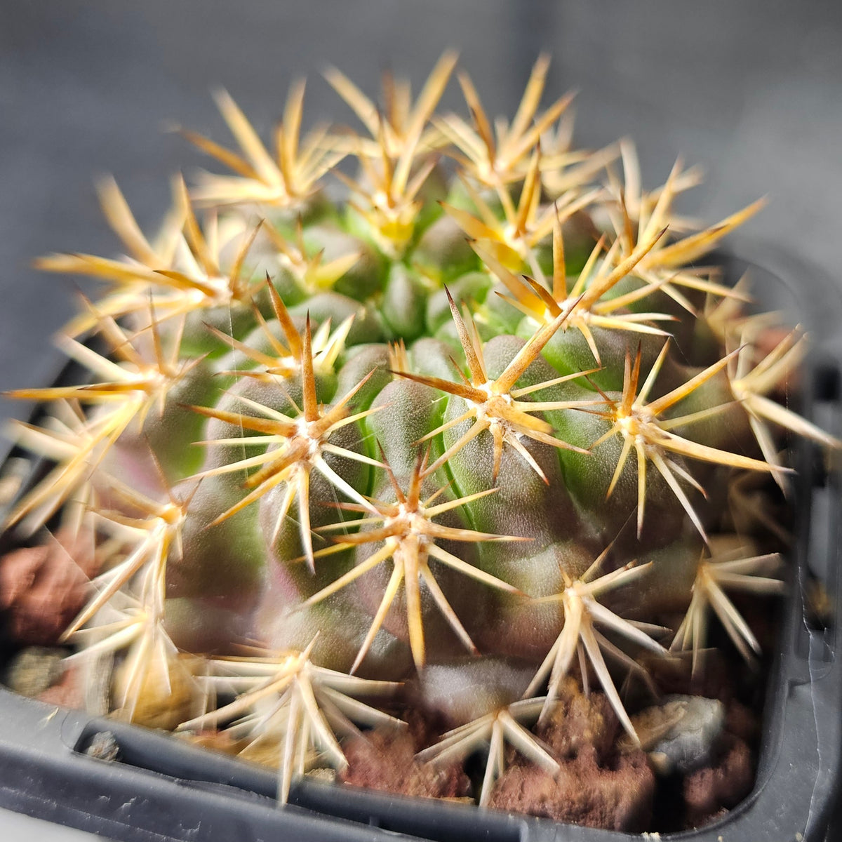 Cactus Bundle – 4 Plants (Eriosyce Collective)