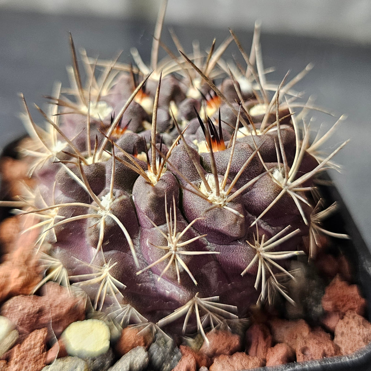 Cactus Bundle – 4 Plants (Eriosyce Collective)
