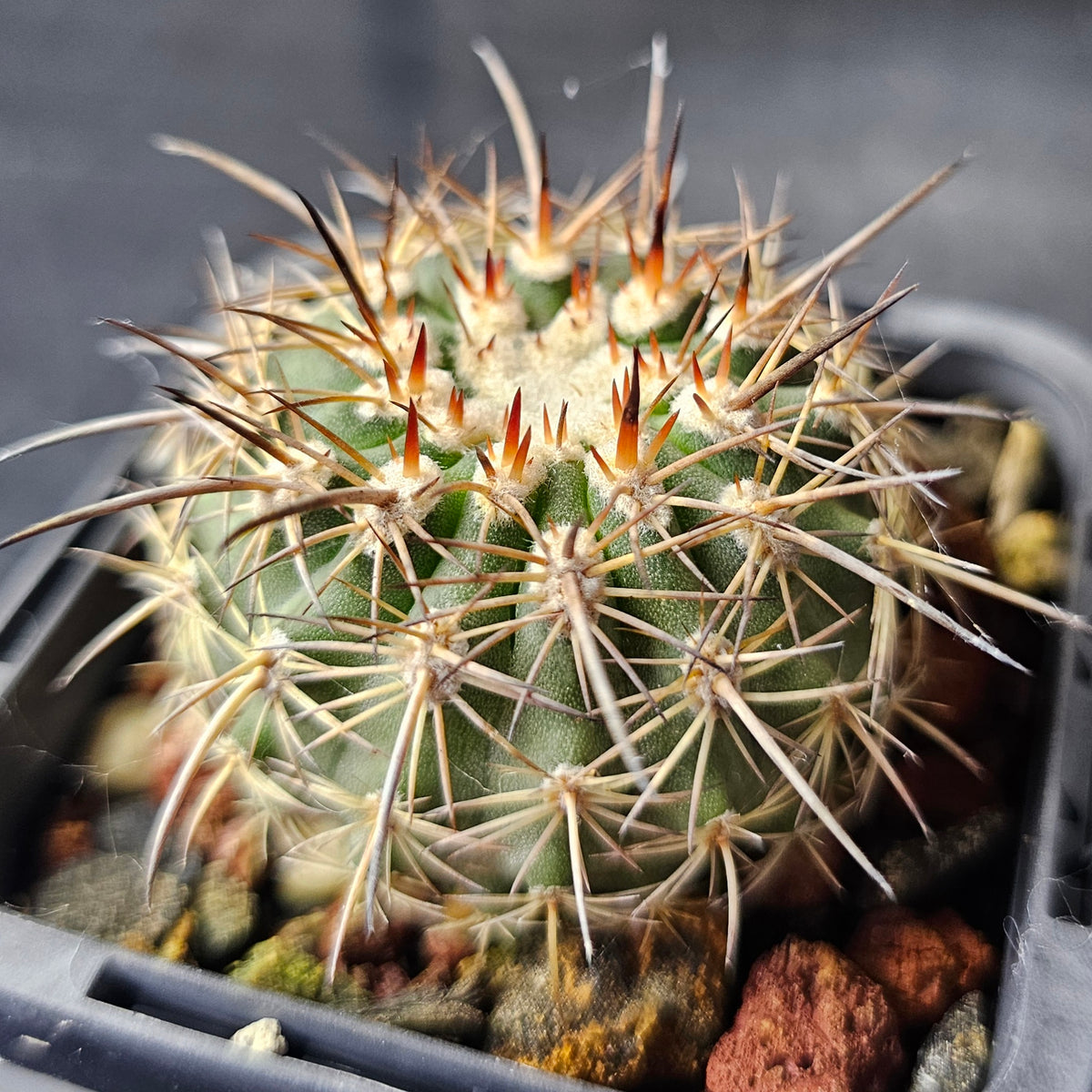 Cactus Bundle – 4 Plants (Eriosyce Collective)