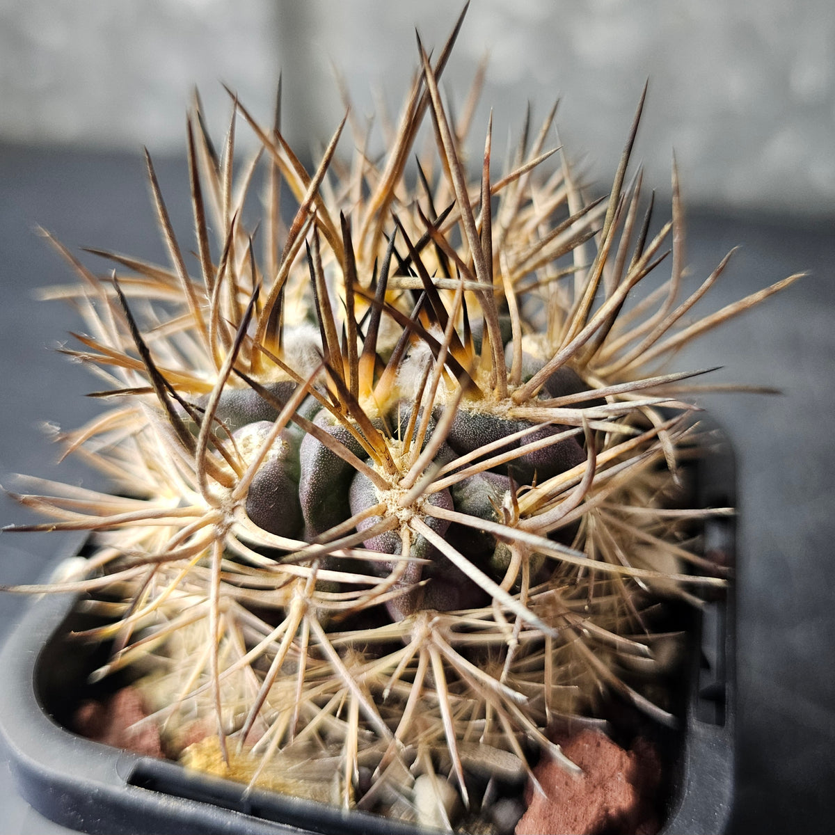 Cactus Bundle – 4 Plants (Eriosyce Collective)