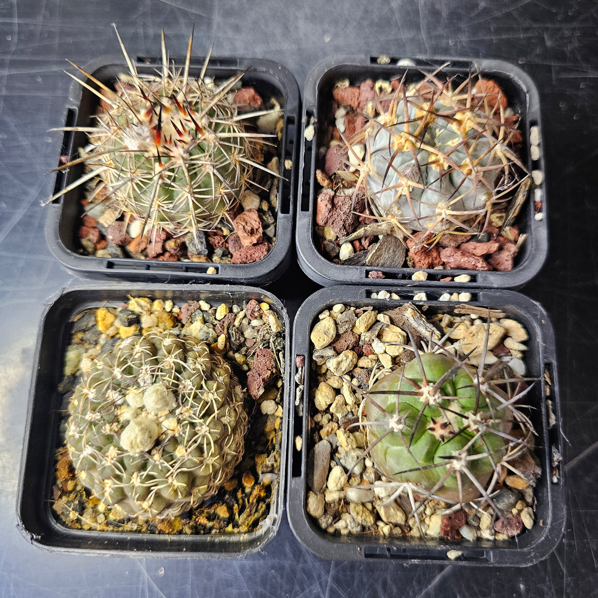 Cactus Bundle – 4 Plants (Time Well Spent)