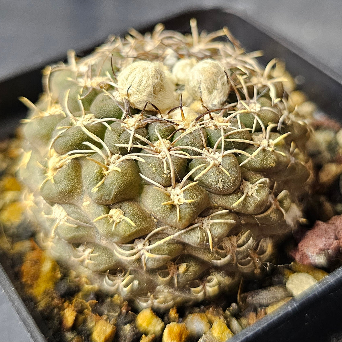 Cactus Bundle – 4 Plants (Time Well Spent)