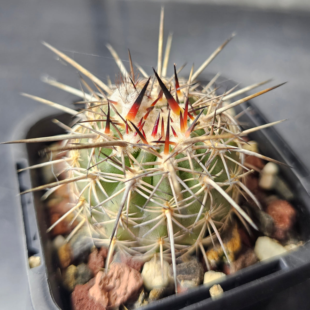 Cactus Bundle – 4 Plants (Time Well Spent)