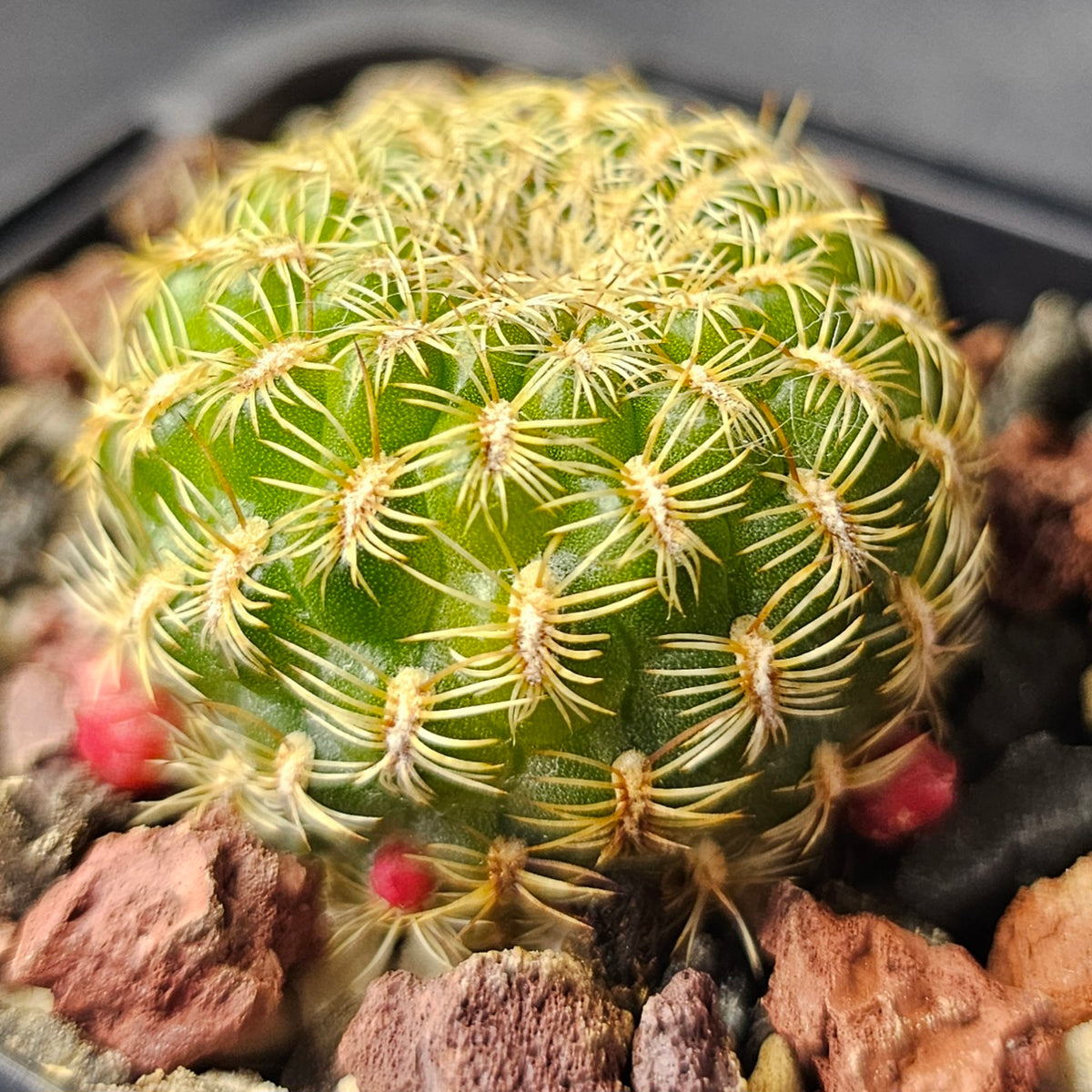 Cactus Bundle – 4 Plants (Sublime Sulco)