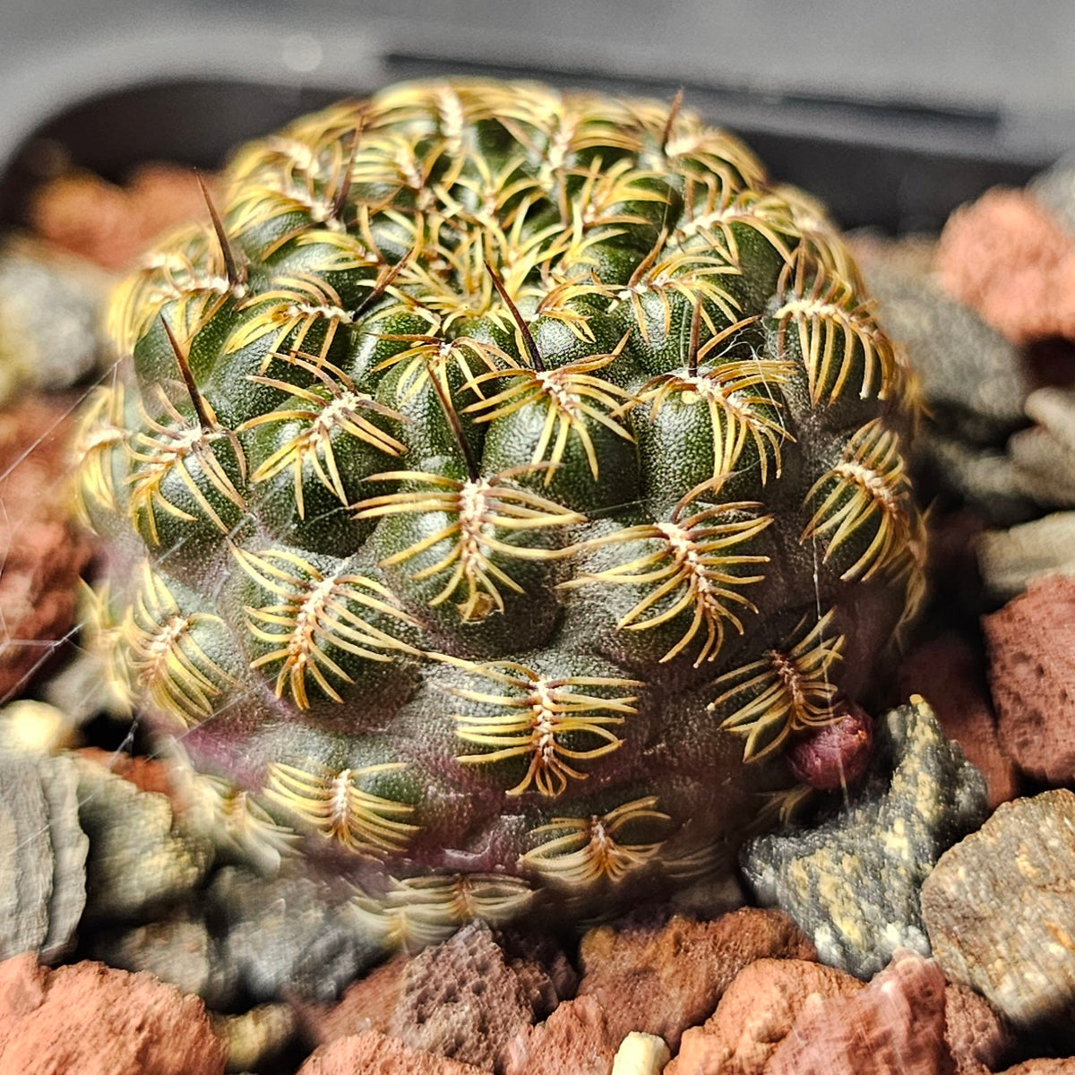 Cactus Bundle – 4 Plants (Sublime Sulco)