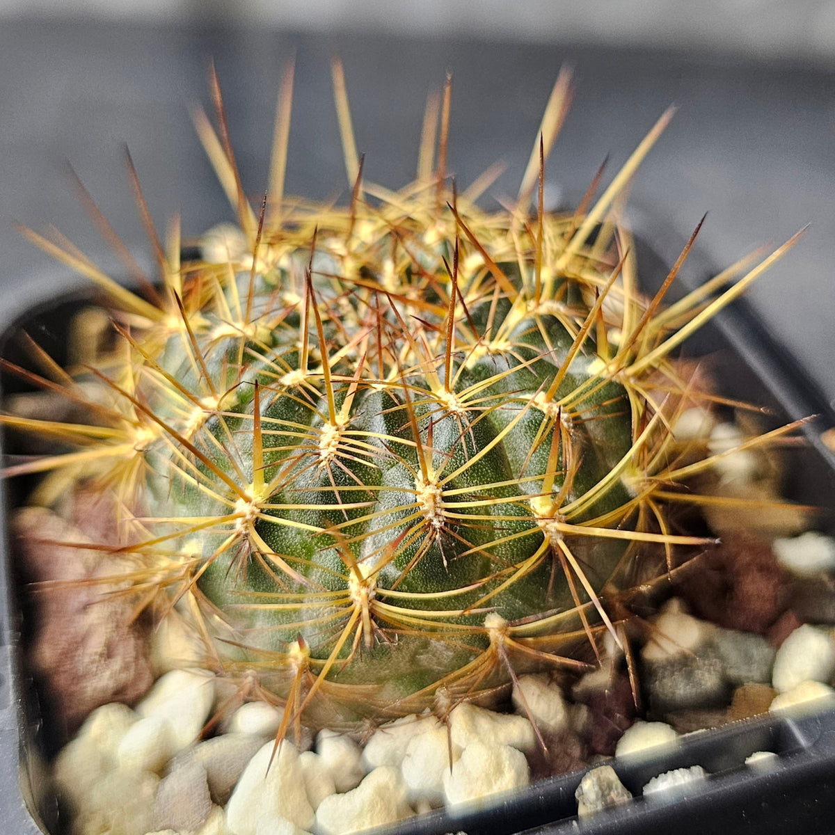 Cactus Bundle – 4 Plants (Sublime Sulco)
