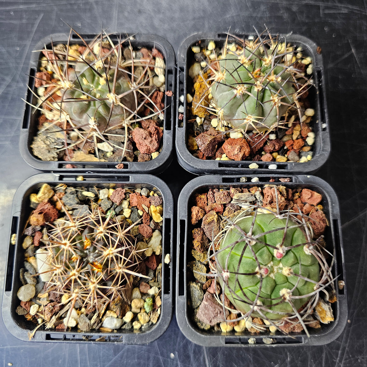 Cactus Bundle – 4 Plants (Silent Power)