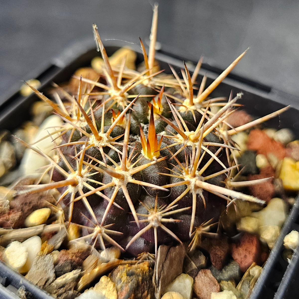 Cactus Bundle – 4 Plants (Silent Power)