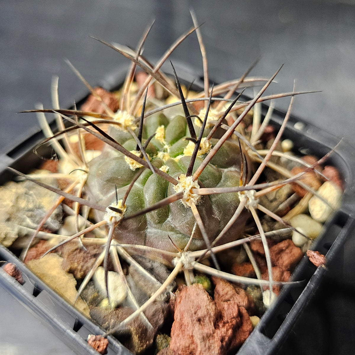Cactus Bundle – 4 Plants (Silent Power)