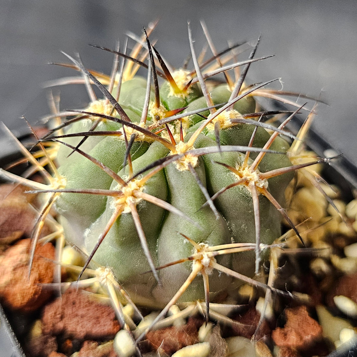 Cactus Bundle – 4 Plants (Silent Power)