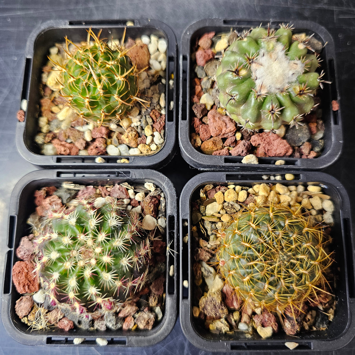Cactus Bundle – 4 Plants (The Odd Bunch)