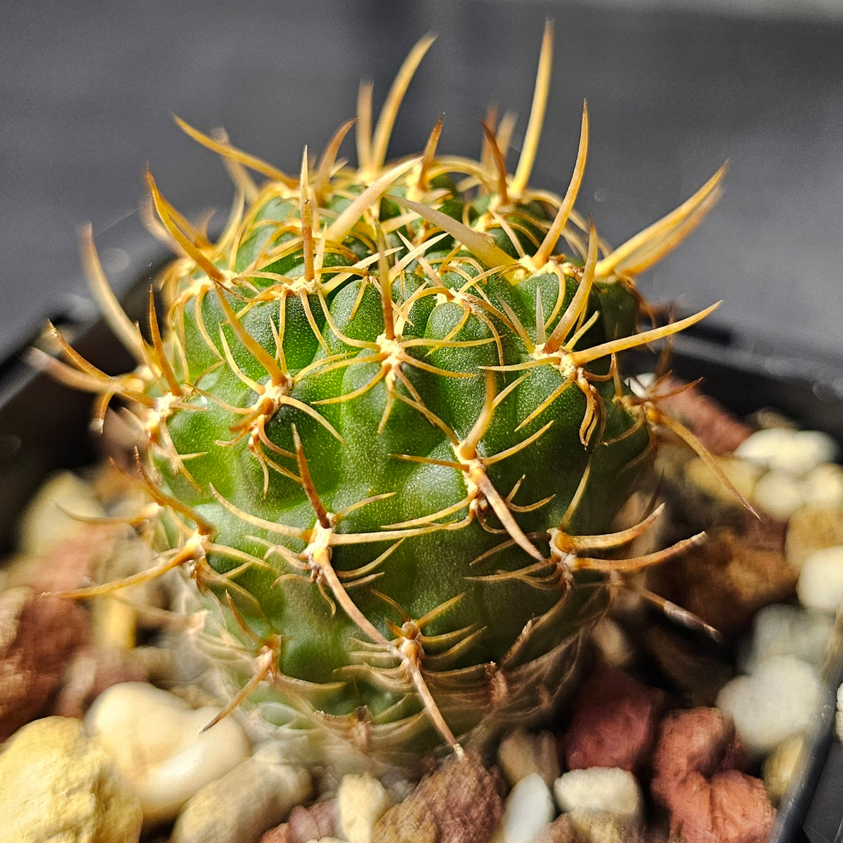 Cactus Bundle – 4 Plants (The Odd Bunch)