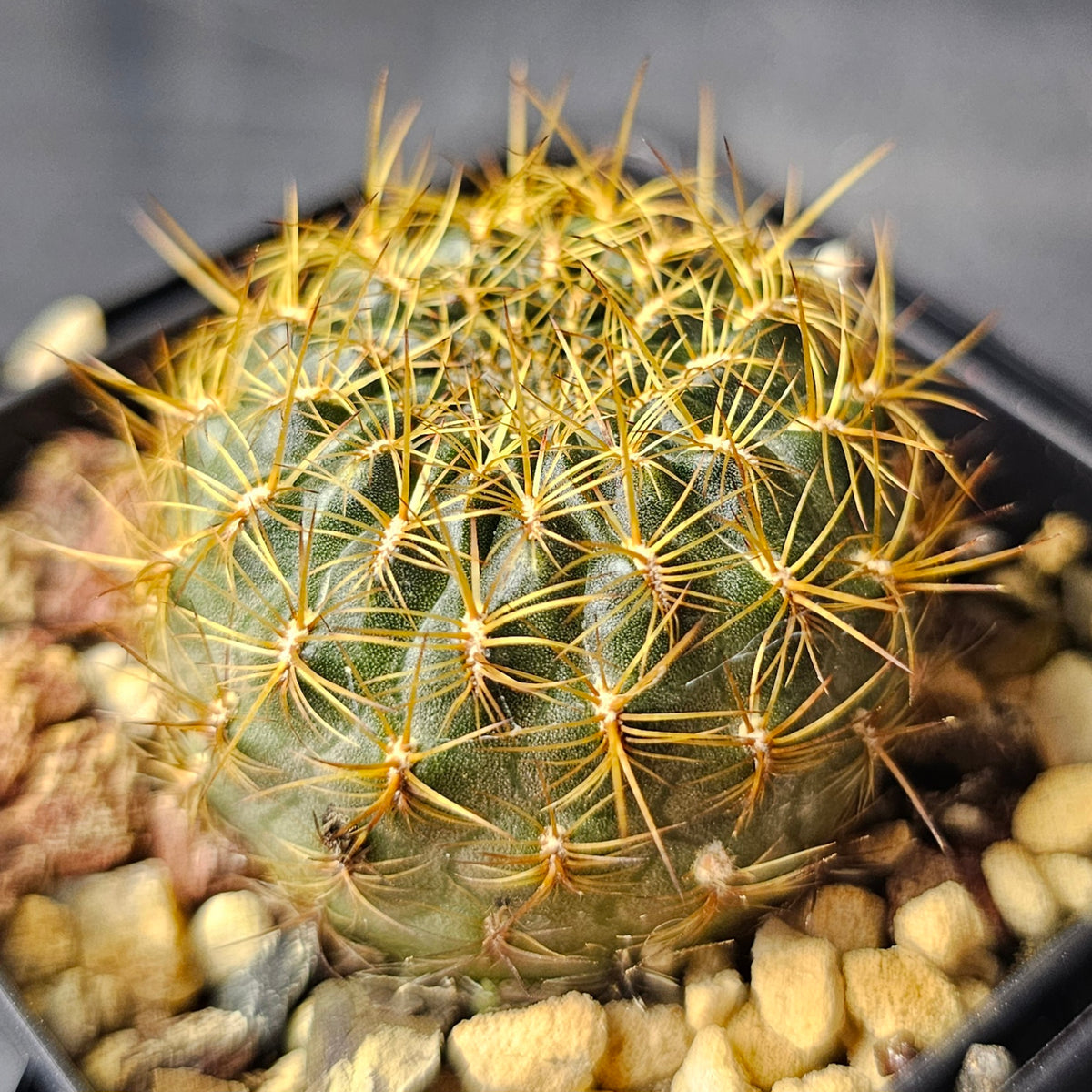 Cactus Bundle – 4 Plants (The Odd Bunch)