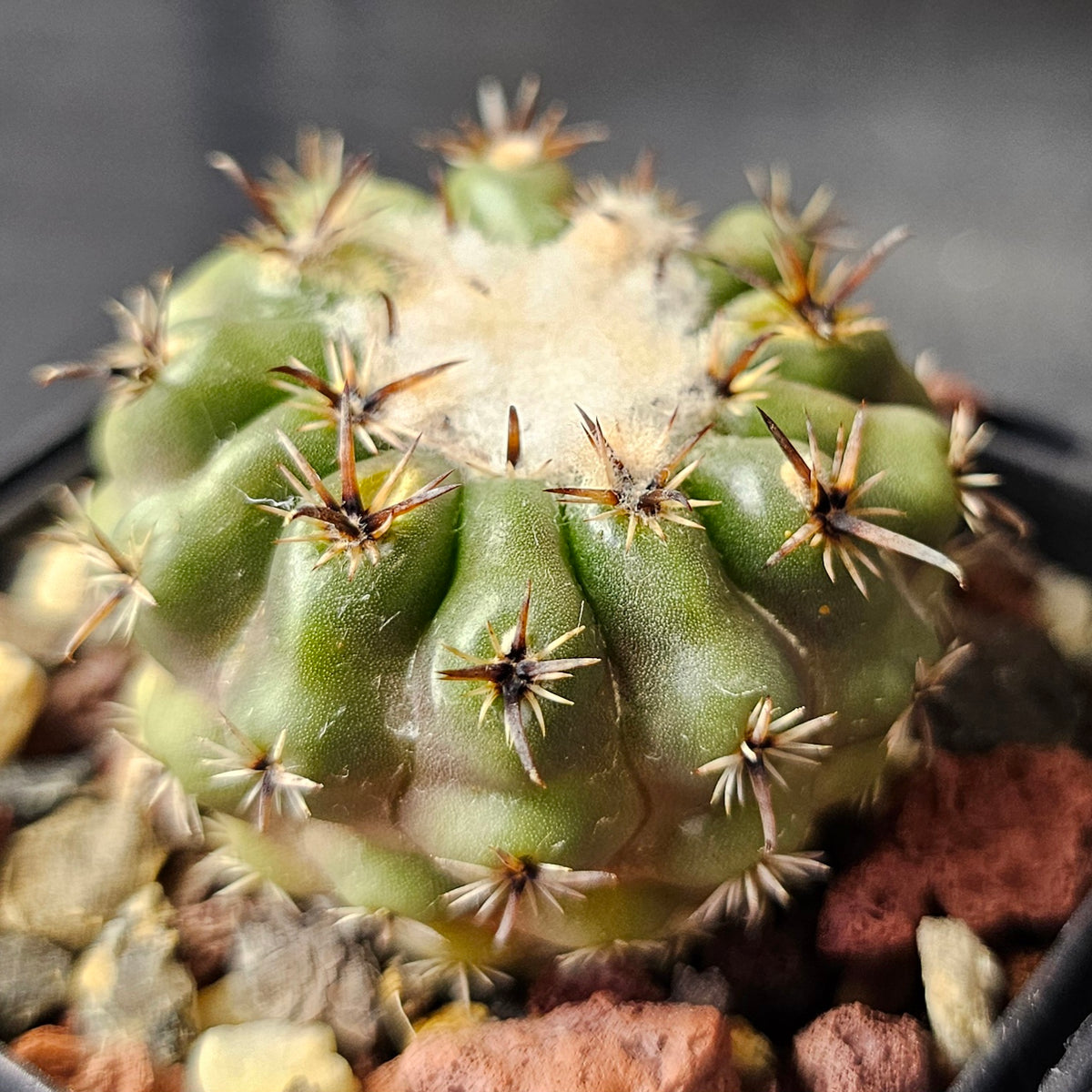 Cactus Bundle – 4 Plants (The Odd Bunch)