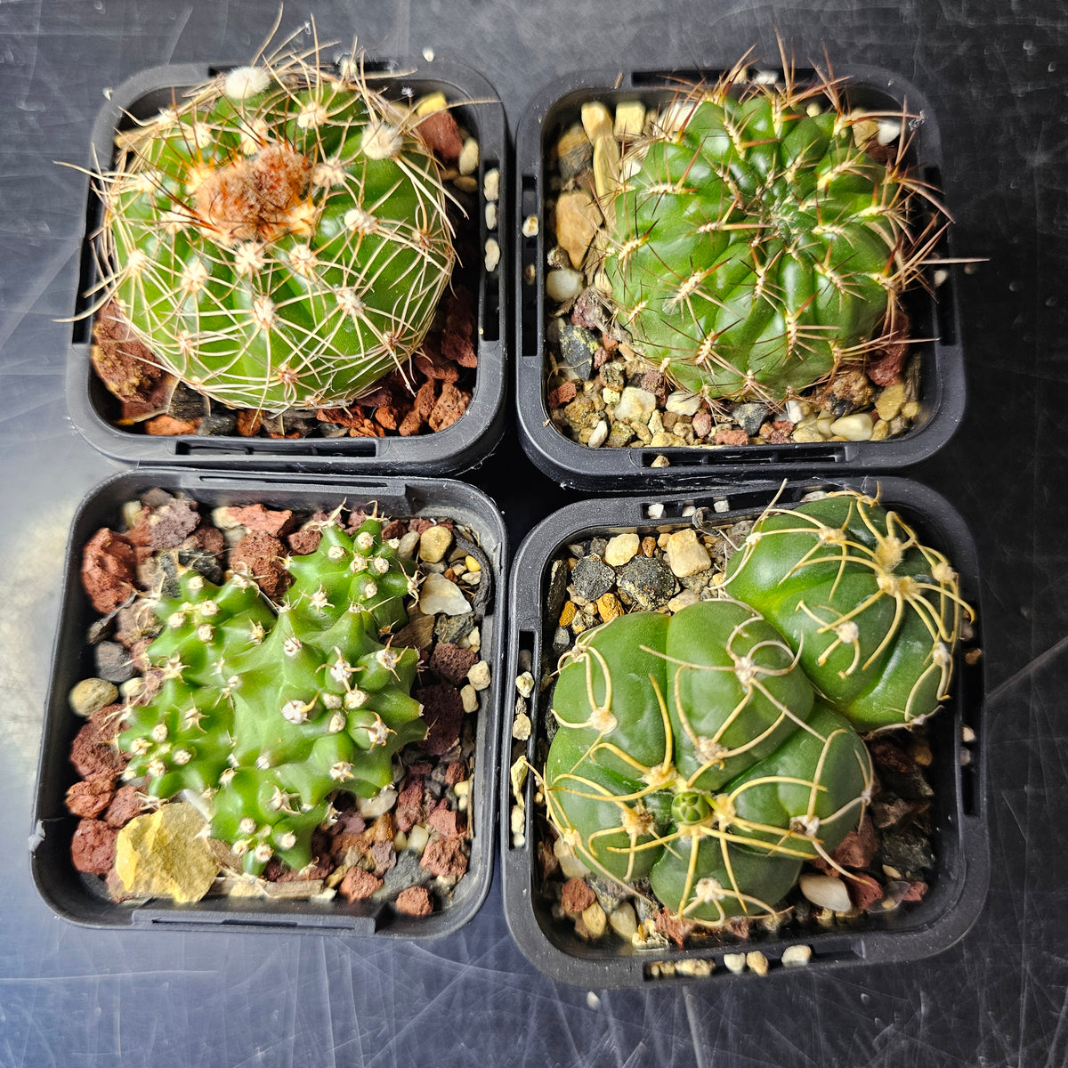 Cactus Bundle – 4 Plants (Team Verde)