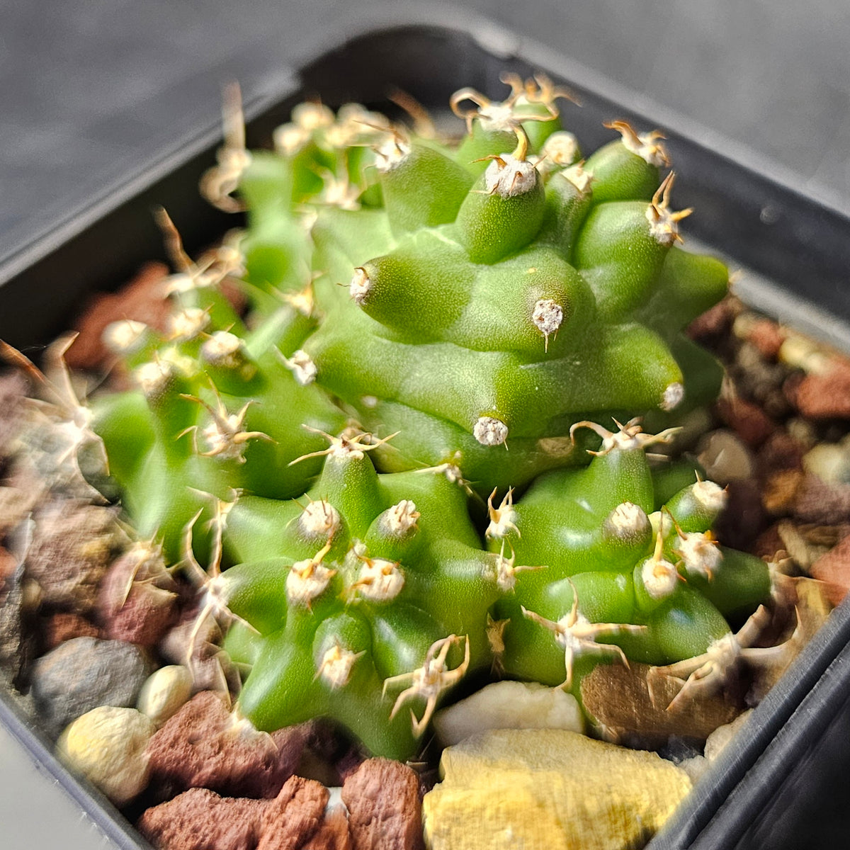 Cactus Bundle – 4 Plants (Team Verde)