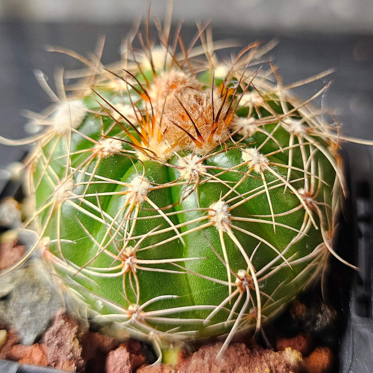 Cactus Bundle – 4 Plants (Team Verde)