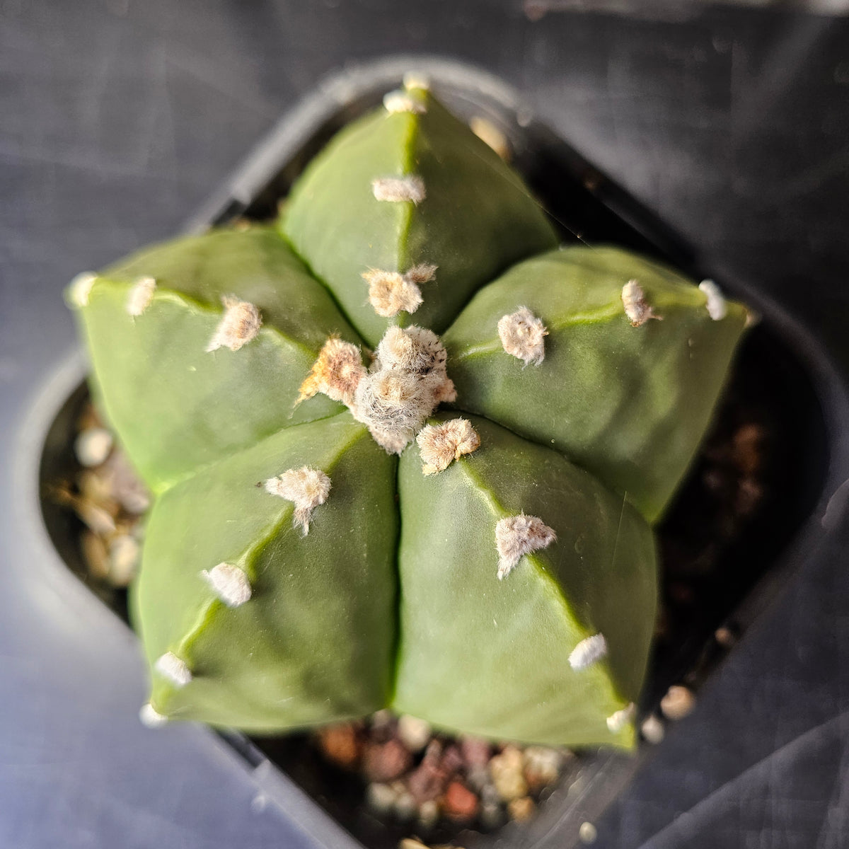 Astrophytum myriostigma nudum
