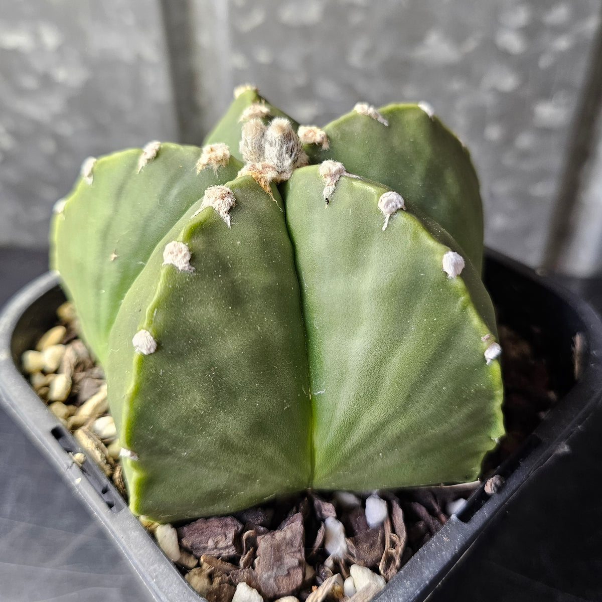 Astrophytum myriostigma nudum