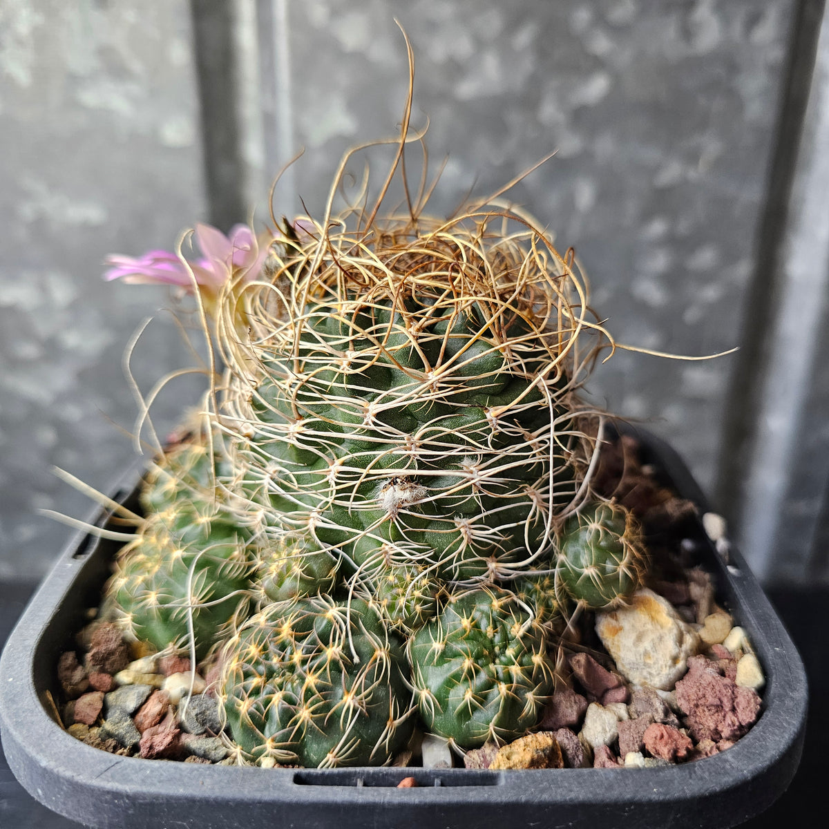 Lobivia hybrid (Wild Spines)