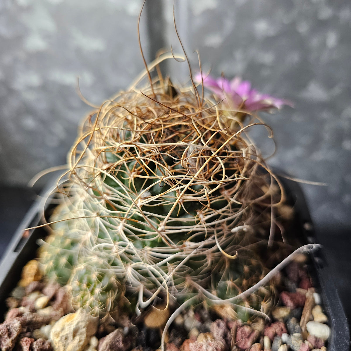 Lobivia hybrid (Wild Spines)