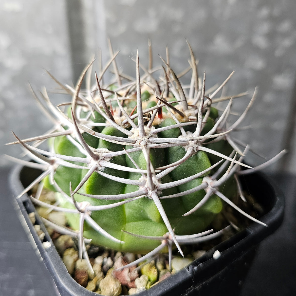 Gymnocalycium hybopleurum