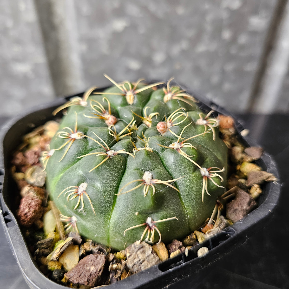 Gymnocalycium Species 2077