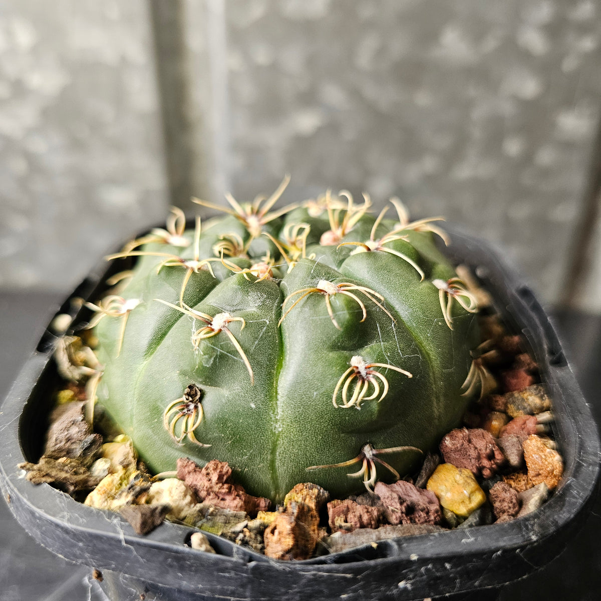 Gymnocalycium Species 2077