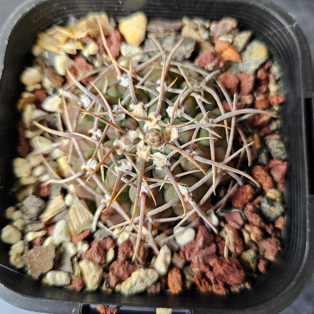 Gymnocalycium vatteri