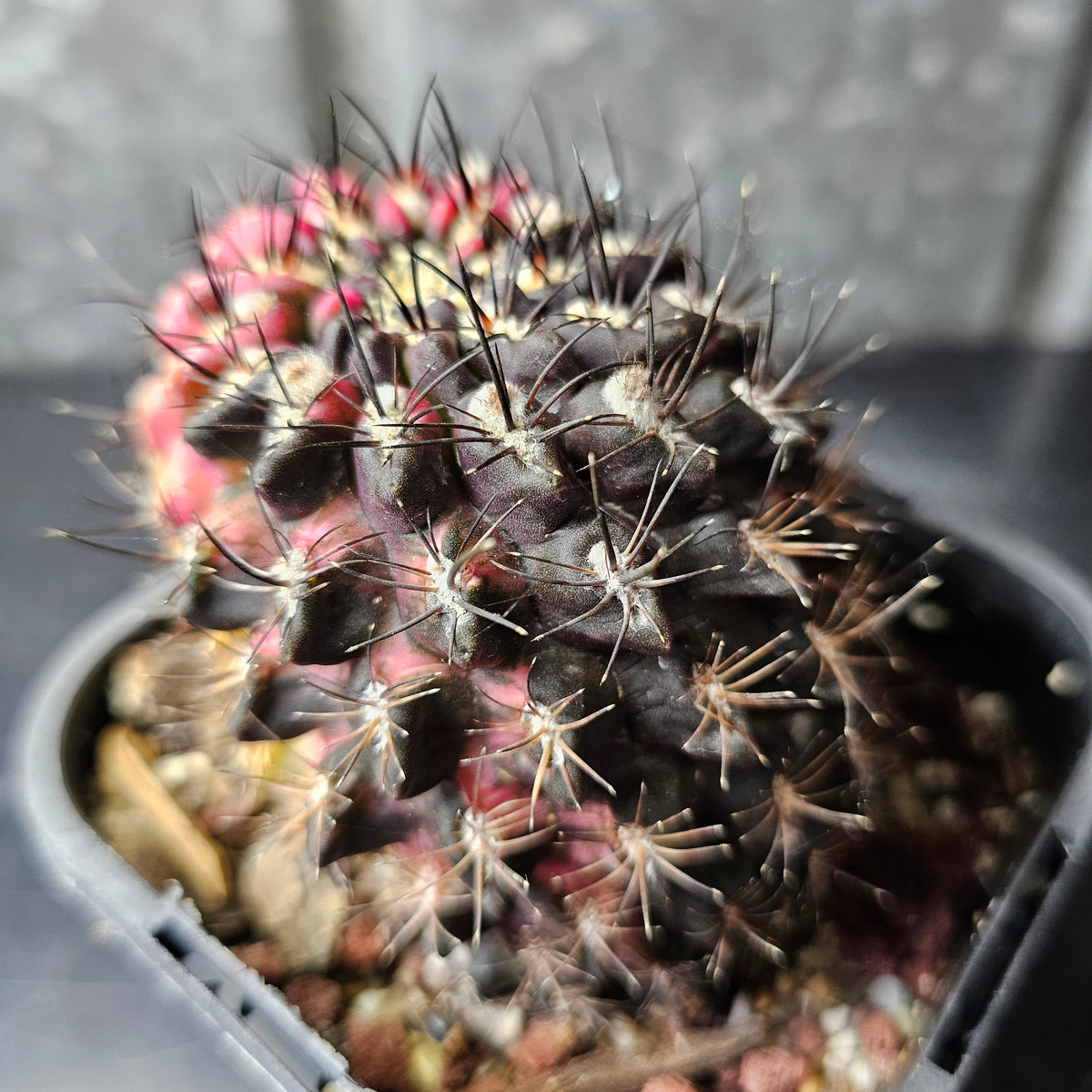 Eriosyce Hybrid Variegated