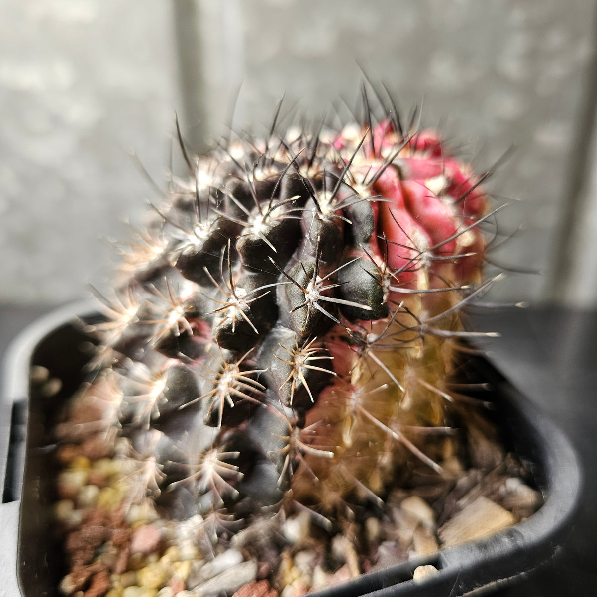 Eriosyce Hybrid Variegated