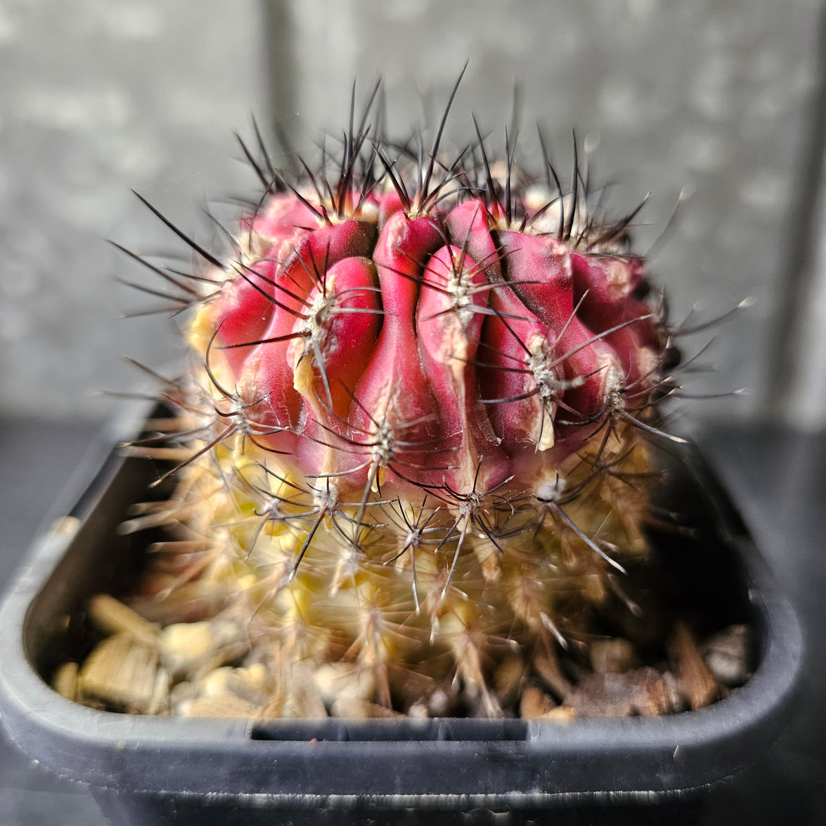 Eriosyce Hybrid Variegated