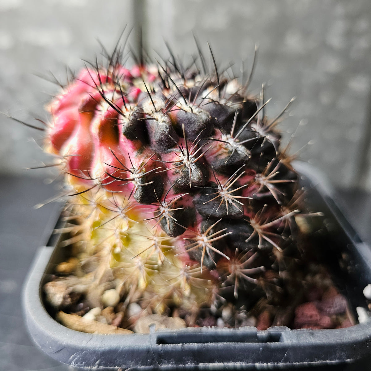 Eriosyce Hybrid Variegated