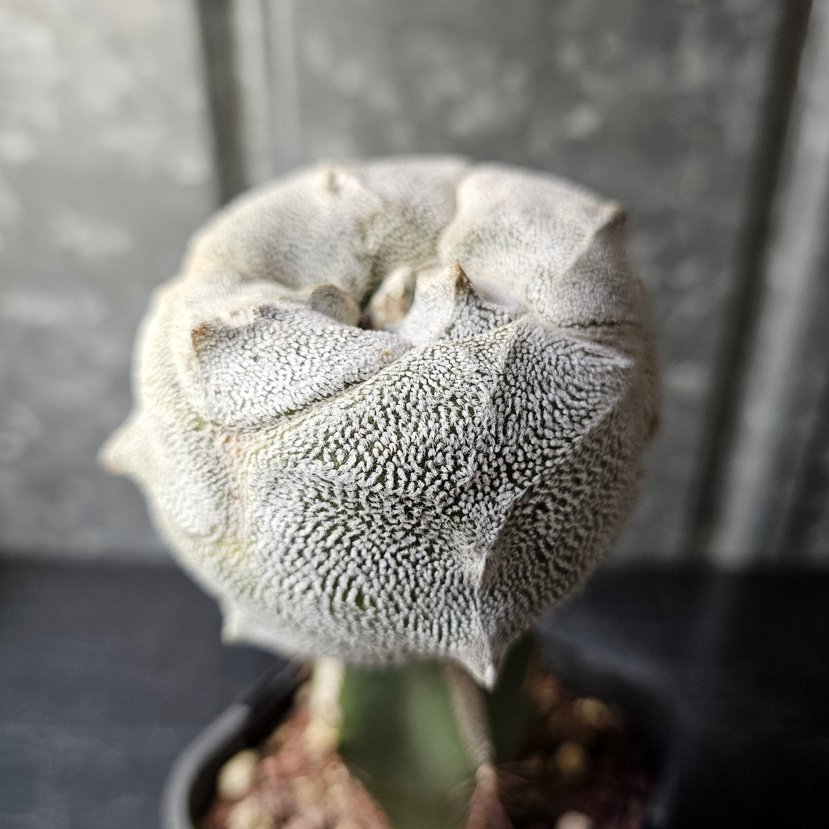 Astrophytum tricostatum F1 Hybrid (Japan - Sankaku)