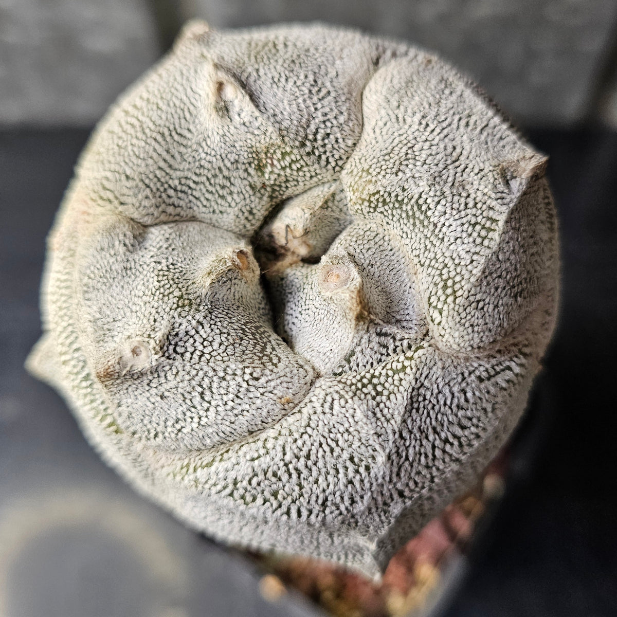 Astrophytum tricostatum F1 Hybrid (Japan - Sankaku)