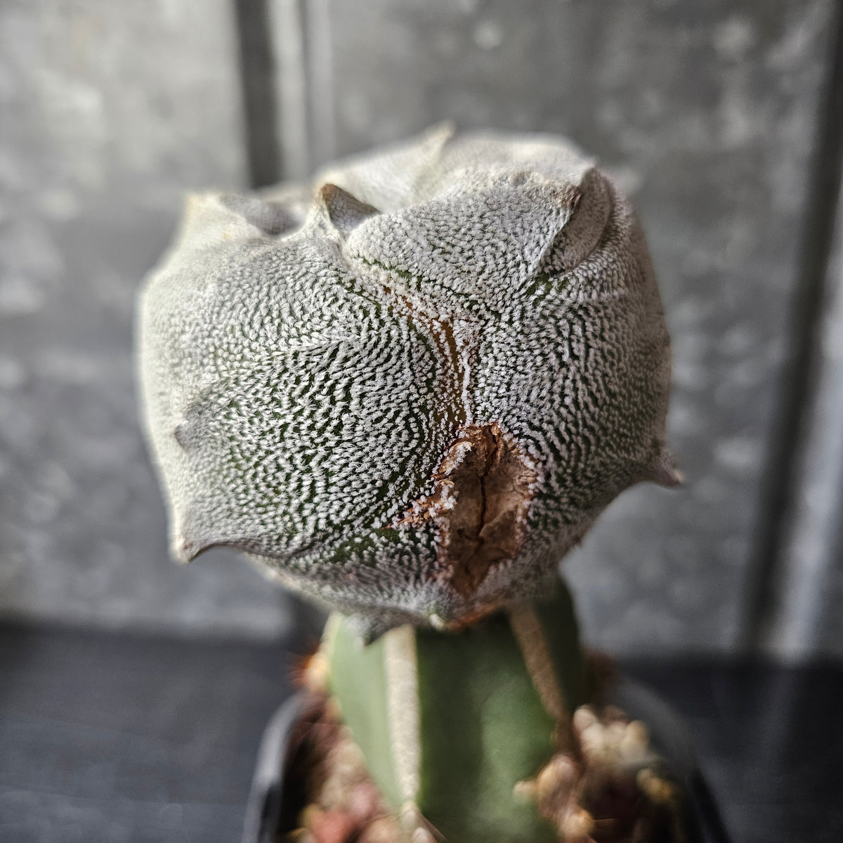 Astrophytum tricostatum F1 Hybrid (Japan - Sankaku)