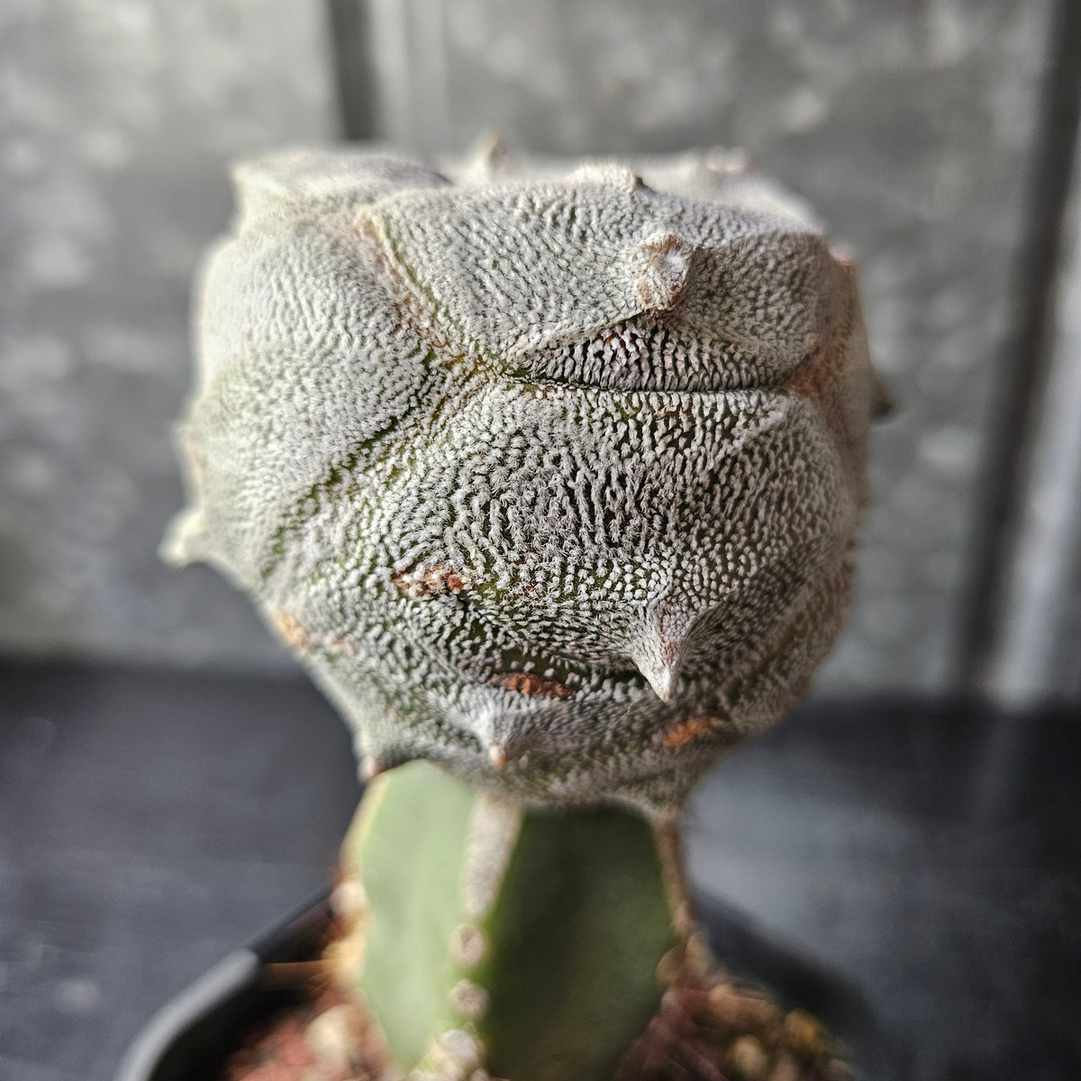 Astrophytum tricostatum F1 Hybrid (Japan - Sankaku)
