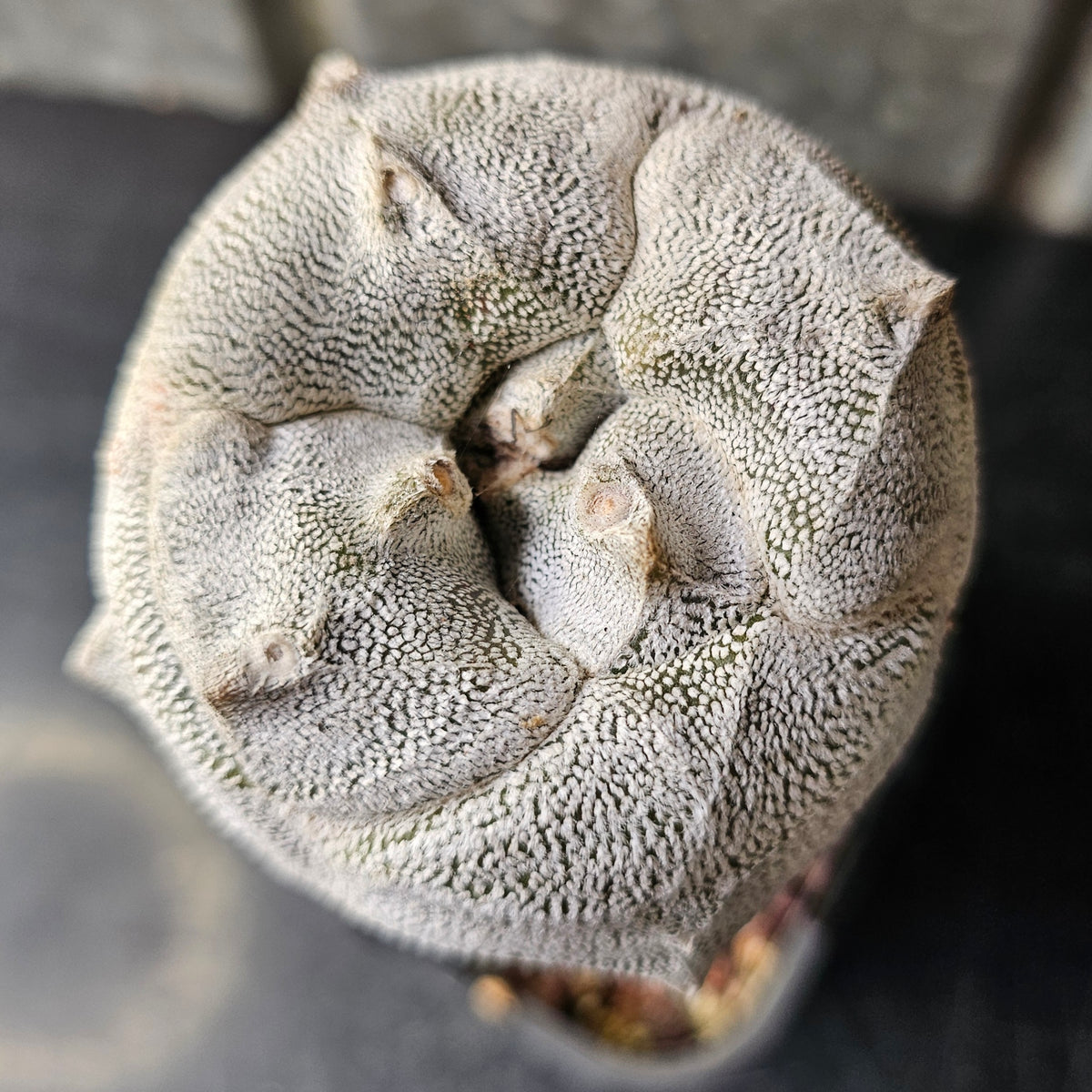 Astrophytum tricostatum F1 Hybrid (Japan - Sankaku)