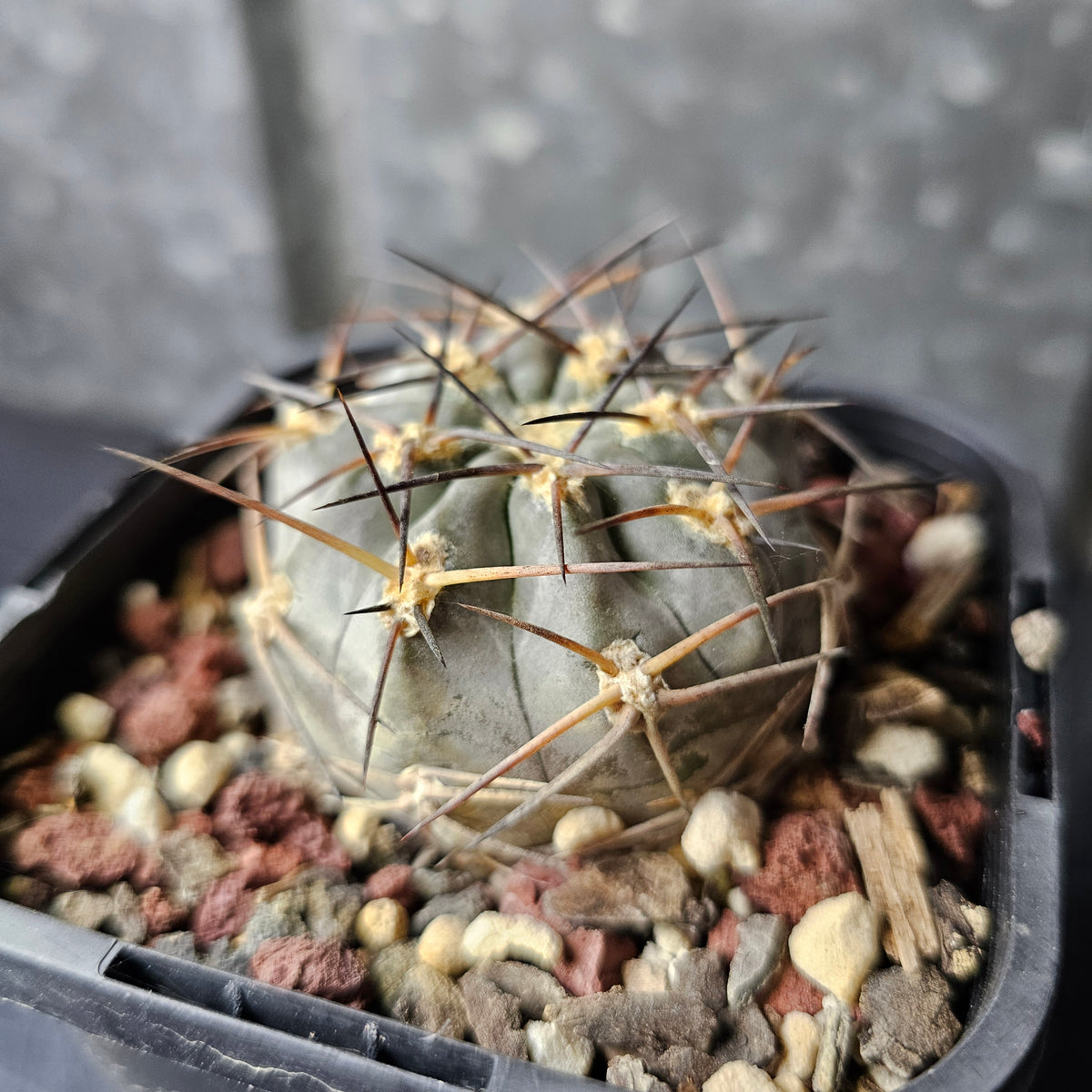 Acanthocalycium glaucum