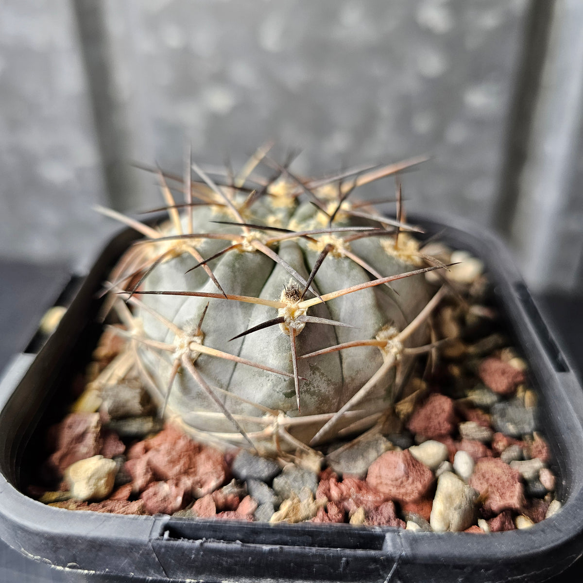 Acanthocalycium glaucum