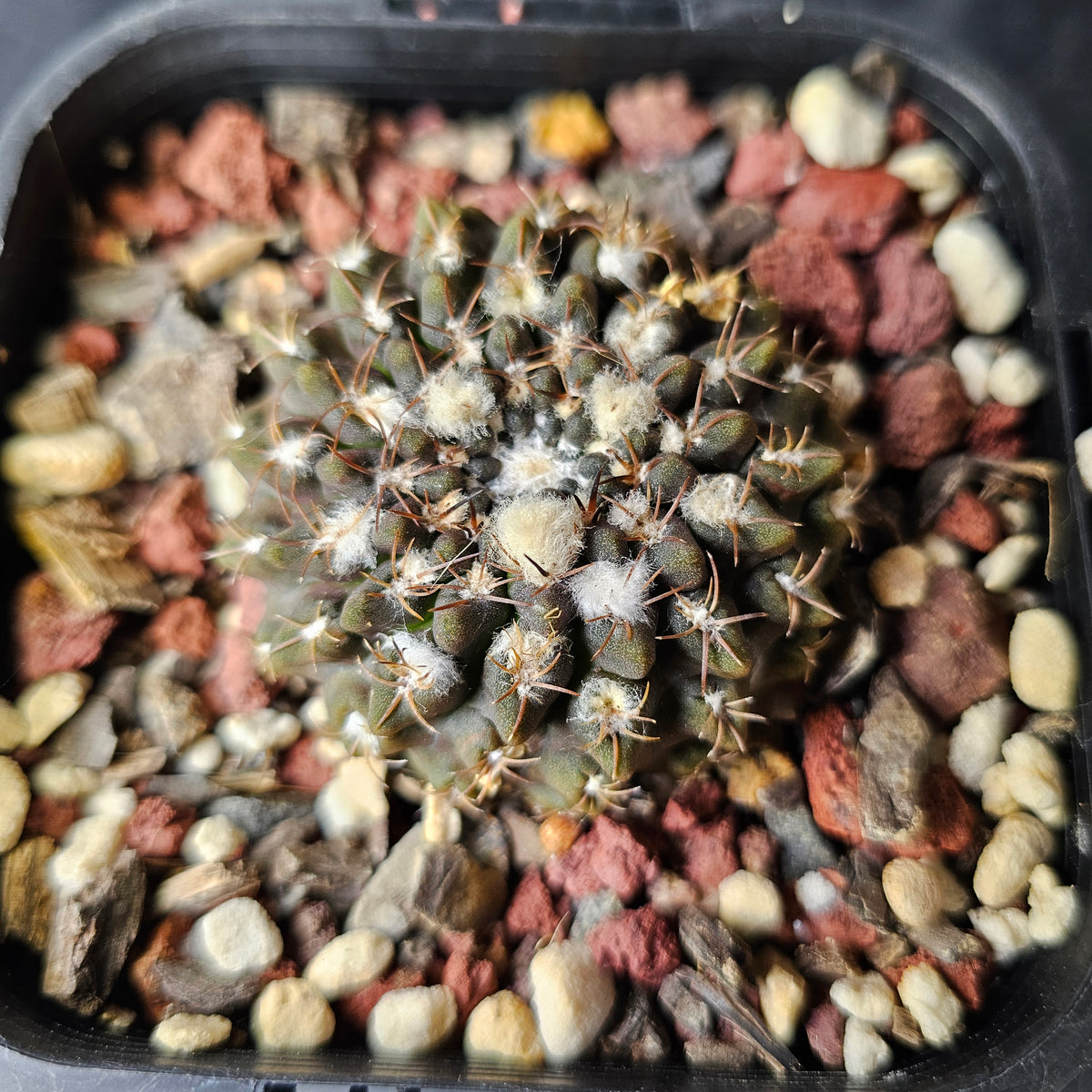 Neochilenia occulta